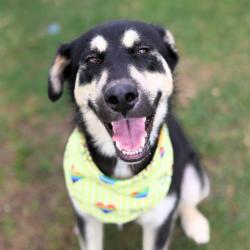 Shelter Stray Male Dog last seen WOODLAWN PARK, 4710 TX-151, San Antonio, TX 78227, USA