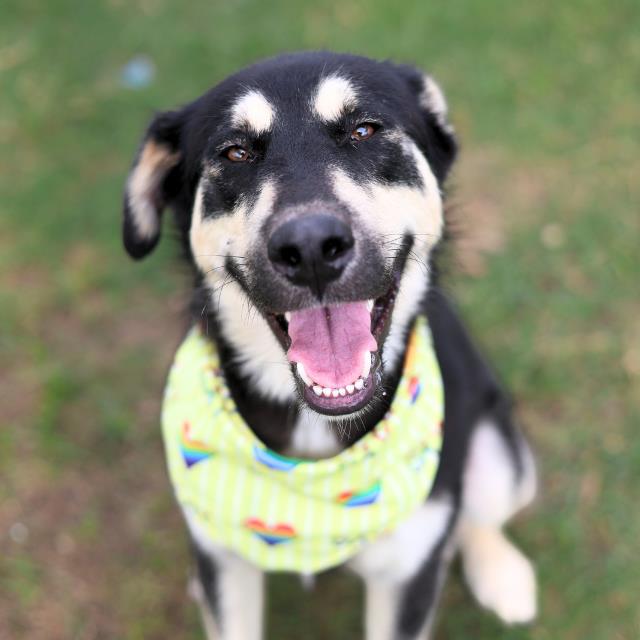 Shelter Stray Male Dog last seen WOODLAWN PARK, 4710 TX-151, San Antonio, TX 78227, USA