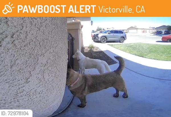 Found/Stray Male Dog last seen Buttermilk, Victorville, CA 92392