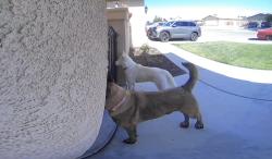 Found/Stray Male Dog last seen Buttermilk, Victorville, CA 92392