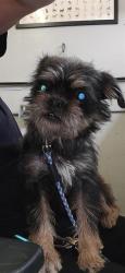 Shelter Stray Female Dog last seen , Camarillo, CA 93010