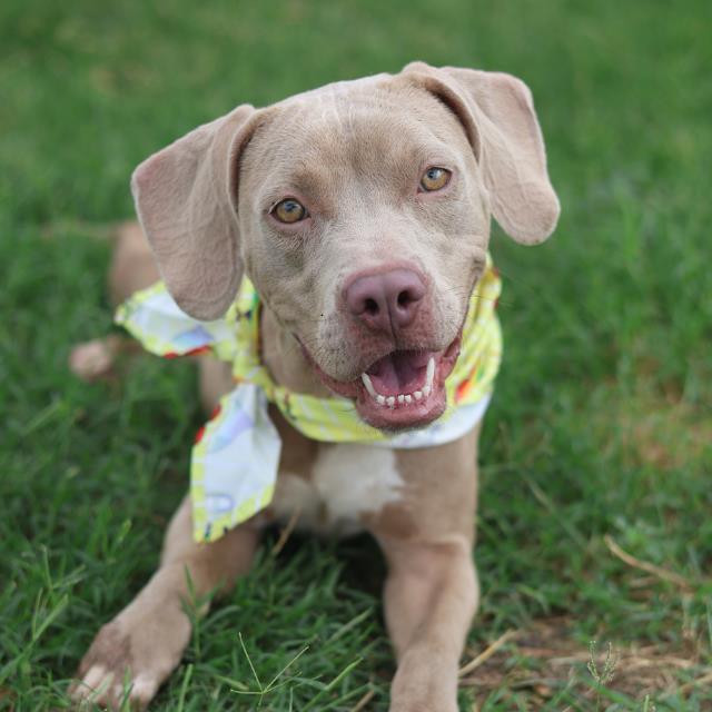 Shelter Stray Female Dog last seen Near BLOCK CATALINA, 4710 TX-151, San Antonio, TX 78227, USA