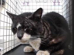 Shelter Stray Male Cat last seen , 2769 Conroy Rd, Orlando, FL 32839, USA