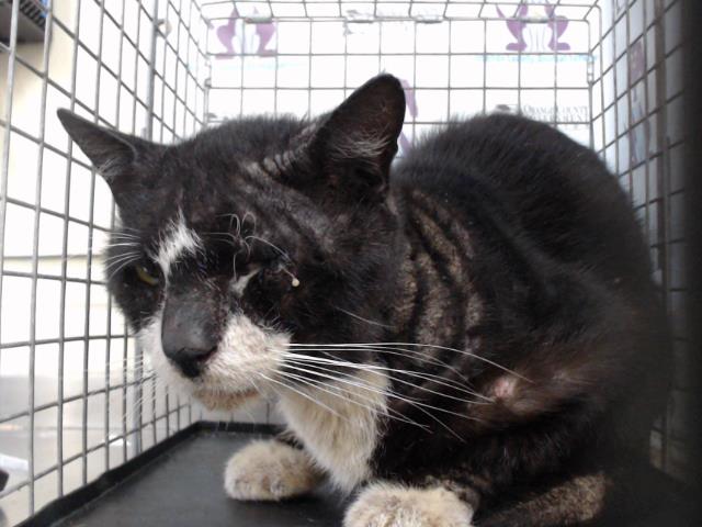 Shelter Stray Male Cat last seen , 2769 Conroy Rd, Orlando, FL 32839, USA