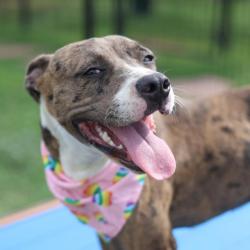 Shelter Stray Female Dog last seen Near BLOCK W HARLAN AVE, 4710 TX-151, San Antonio, TX 78227, USA