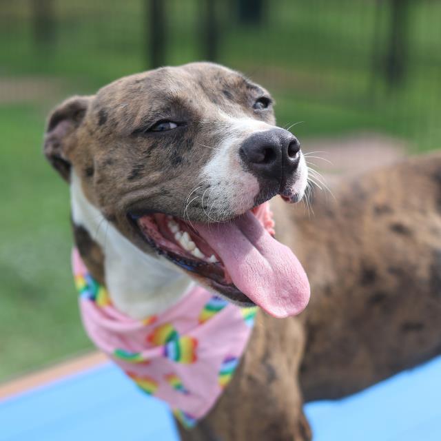 Shelter Stray Female Dog last seen Near BLOCK W HARLAN AVE, 4710 TX-151, San Antonio, TX 78227, USA