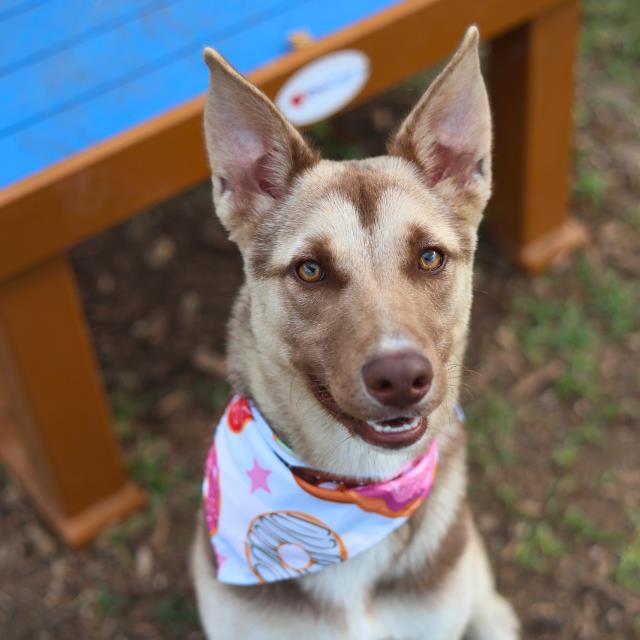Shelter Stray Male Dog last seen Near BLOCK SW 410, 4710 TX-151, San Antonio, TX 78227, USA