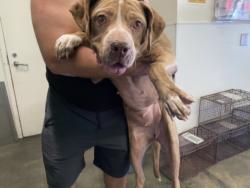 Shelter Stray Female Dog last seen , 1850 W 60th St, Los Angeles, CA 90047, USA