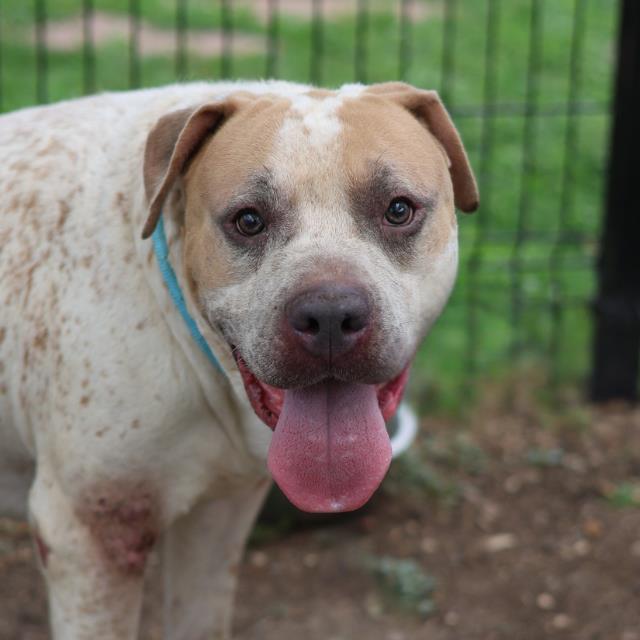 Shelter Stray Male Dog last seen DERBY BLV, 4710 TX-151, San Antonio, TX 78227, USA