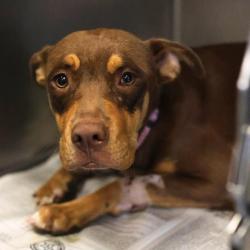 Shelter Stray Female Dog last seen UNKNOWN, 4710 TX-151, San Antonio, TX 78227, USA
