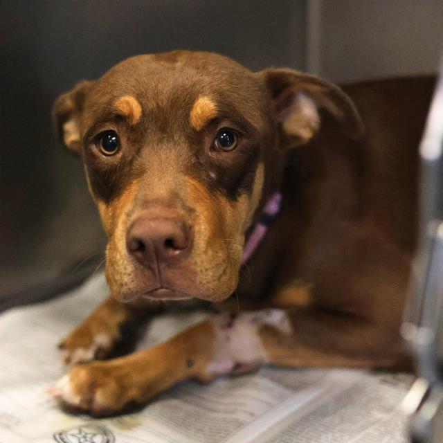Shelter Stray Female Dog last seen UNKNOWN, 4710 TX-151, San Antonio, TX 78227, USA