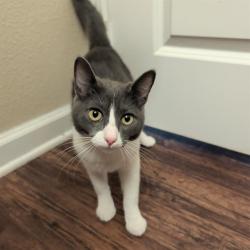 Shelter Stray Male Cat last seen , 4710 TX-151, San Antonio, TX 78227, USA