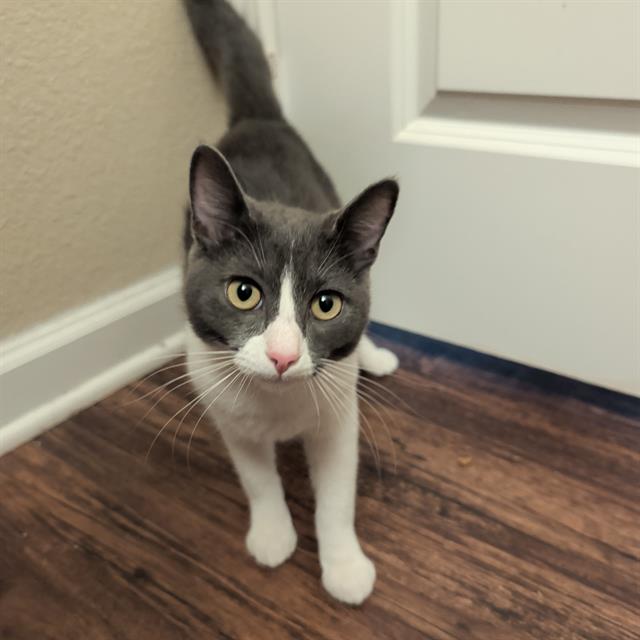 Shelter Stray Male Cat last seen , 4710 TX-151, San Antonio, TX 78227, USA