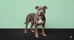 Shelter Stray Male Dog last seen , 1850 W 60th St, Los Angeles, CA 90047, USA