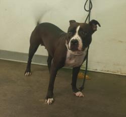 Shelter Stray Female Dog last seen , 1850 W 60th St, Los Angeles, CA 90047, USA