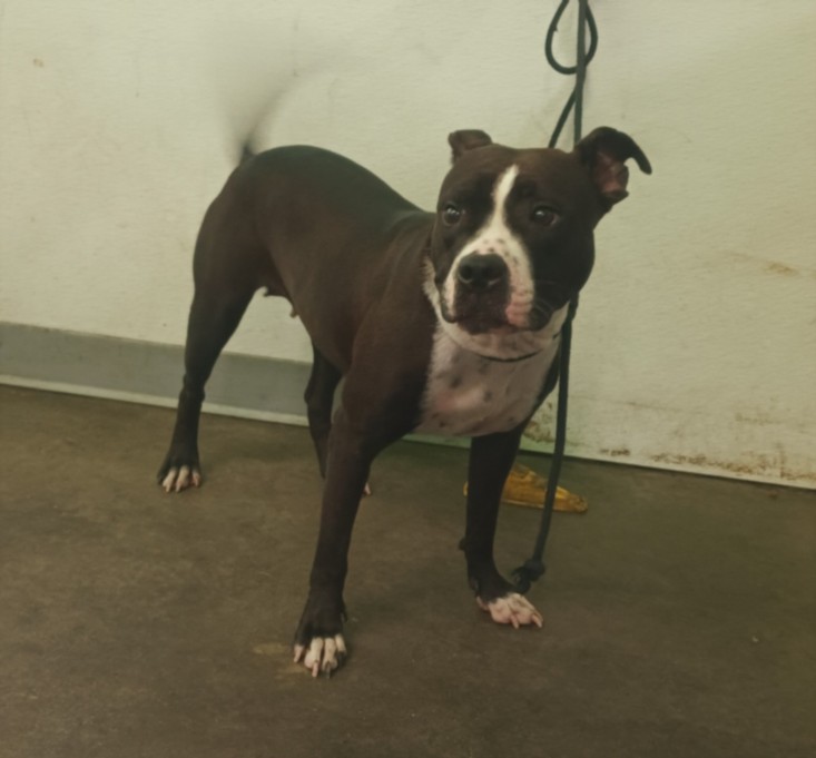 Shelter Stray Female Dog last seen , 1850 W 60th St, Los Angeles, CA 90047, USA