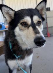 Shelter Stray Female Dog last seen Near BLOCK SUMMERSET WAY, BAKERSFIELD CA 93308, 3951 Fruitvale Ave, Bakersfield, CA 93308, USA