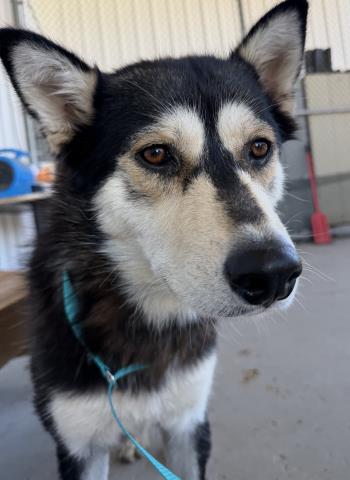 Shelter Stray Female Dog last seen Near BLOCK SUMMERSET WAY, BAKERSFIELD CA 93308, 3951 Fruitvale Ave, Bakersfield, CA 93308, USA