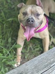 Shelter Stray Male Dog last seen Near , 2600 S Harding St, Indianapolis, IN 46221, USA