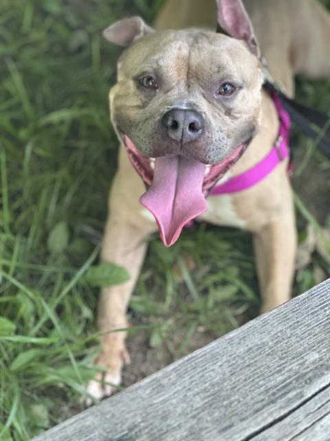 Shelter Stray Male Dog last seen Near , 2600 S Harding St, Indianapolis, IN 46221, USA