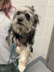 Shelter Stray Male Dog last seen Near , 2600 S Harding St, Indianapolis, IN 46221, USA
