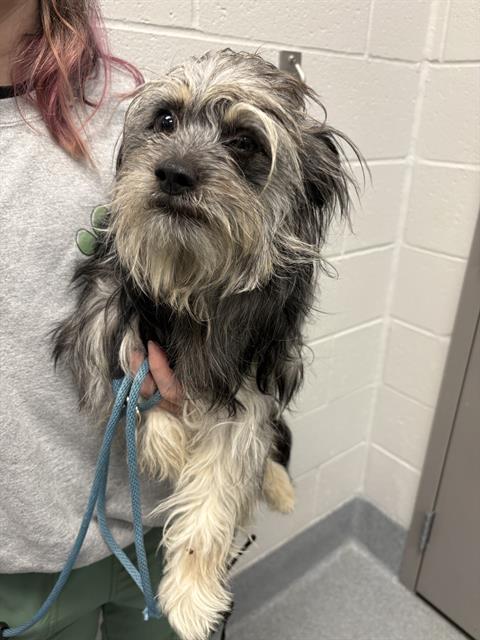 Shelter Stray Male Dog last seen Near , 2600 S Harding St, Indianapolis, IN 46221, USA
