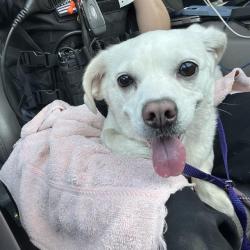 Shelter Stray Female Dog last seen Near , 2600 S Harding St, Indianapolis, IN 46221, USA
