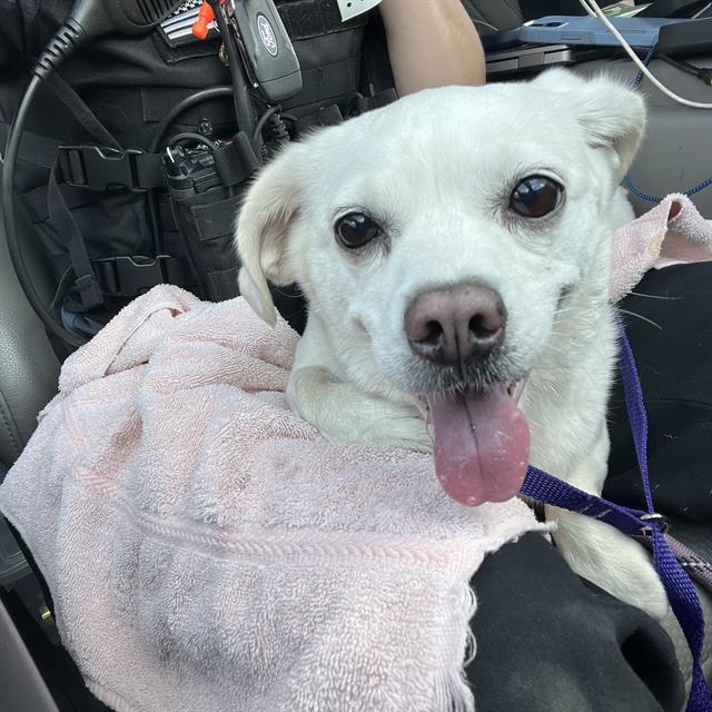 Shelter Stray Female Dog last seen Near , 2600 S Harding St, Indianapolis, IN 46221, USA