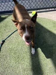 Shelter Stray Female Dog last seen Near BLOCK NW 212TH ST, 3599 NW 79th Ave, Doral, FL 33122, USA