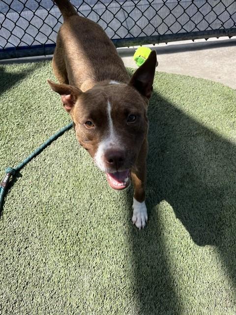 Shelter Stray Female Dog last seen Near BLOCK NW 212TH ST, 3599 NW 79th Ave, Doral, FL 33122, USA
