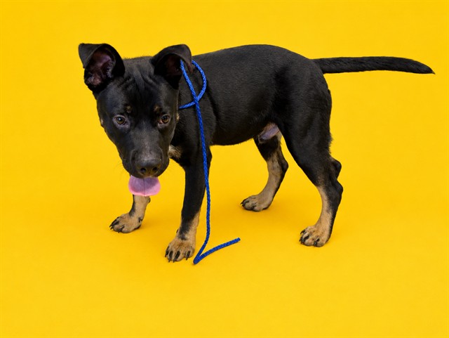 Shelter Stray Male Dog last seen KROME AND 88, 3599 NW 79th Ave, Doral, FL 33122, USA