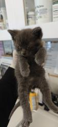 Shelter Stray Female Cat last seen Near BLOCK  MY WAY, 100 Caja Del Rio Rd, Santa Fe, NM 87507, USA