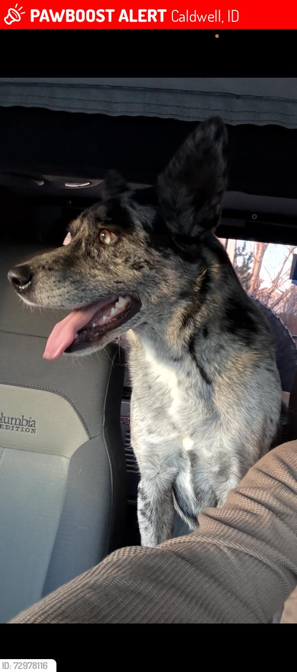 Lost Female Dog last seen Jefferson middle school , Caldwell, ID 83605