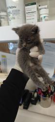 Shelter Stray Male Cat last seen , 100 Caja Del Rio Rd, Santa Fe, NM 87507, USA