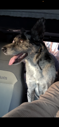 Lost Female Dog last seen Jefferson middle school , Caldwell, ID 83605