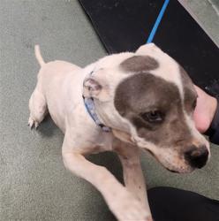 Shelter Stray Female Dog last seen Near BLOCK PASEO GALISTEO SANTA FE NM 87507, 100 Caja Del Rio Rd, Santa Fe, NM 87507, USA
