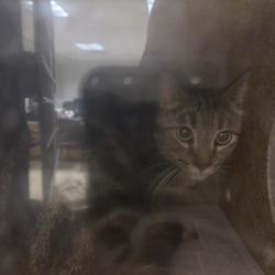 Shelter Stray Female Cat last seen , 957 N Gaffey St, San Pedro, CA 90731, USA
