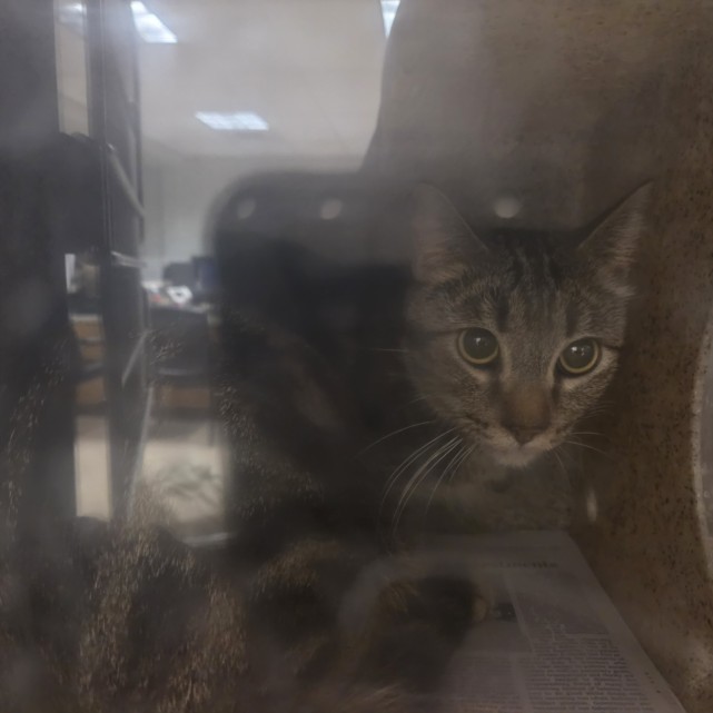 Shelter Stray Female Cat last seen , 957 N Gaffey St, San Pedro, CA 90731, USA