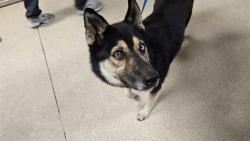 Shelter Stray Female Dog last seen Near BLOCK STEVE AVE, JURUPA VALLEY, CA, 6851 Van Buren Boulevard, Jurupa Valley, CA 92509, USA