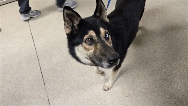 Shelter Stray Female Dog last seen Near BLOCK STEVE AVE, JURUPA VALLEY, CA, 6851 Van Buren Boulevard, Jurupa Valley, CA 92509, USA