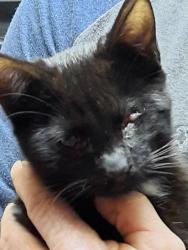 Lost Male Cat last seen French creek, El Dorado County, CA 95682