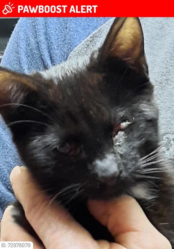 Lost Male Cat last seen French creek, El Dorado County, CA 95682