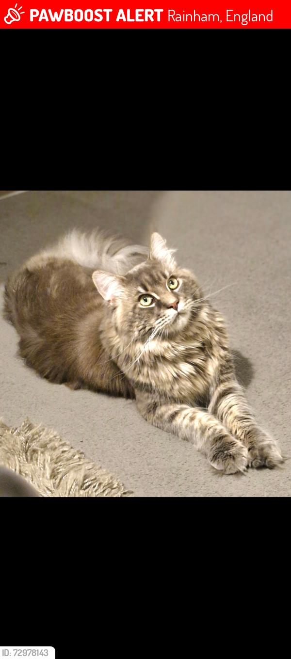 Lost Male Cat last seen Bretons manor hse, Rainham, England 