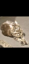 Lost Male Cat last seen Bretons manor hse, Rainham, England 