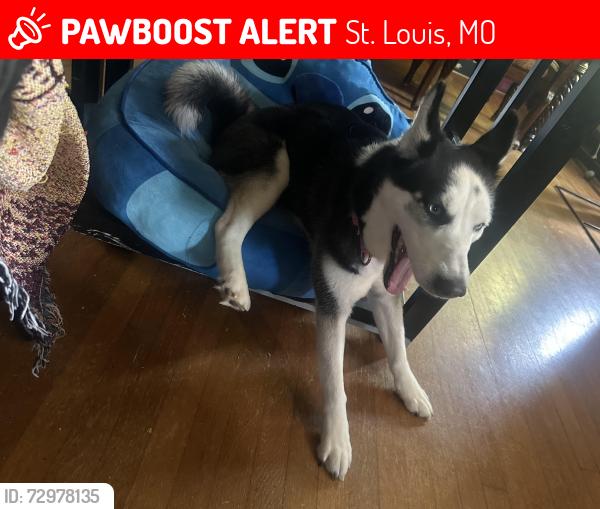 Lost Female Dog last seen Telegraph road, St. Louis, MO 63129