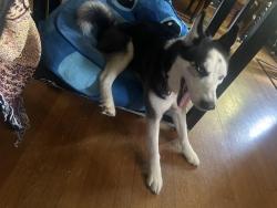 Lost Female Dog last seen Telegraph road, St. Louis, MO 63129