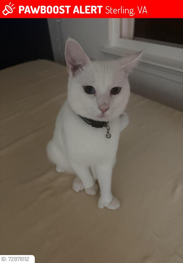 Lost Male Cat last seen Oak Grove, Sterling, VA 20166