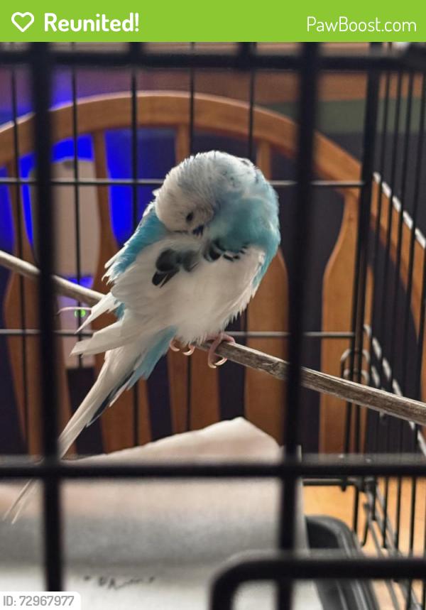 Reunited Male Bird last seen That’s amore , Hales Corners, WI 53130