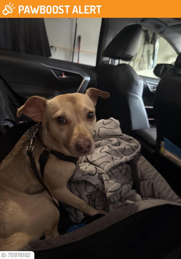 Found/Stray Unknown Dog last seen rocksprings rd and Springfield dr, Gwinnett County, GA 30043