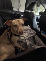 Found/Stray Unknown Dog last seen rocksprings rd and Springfield dr, Gwinnett County, GA 30043